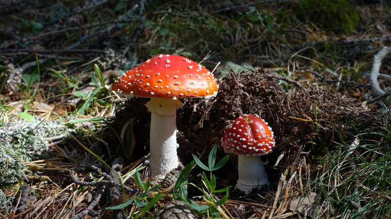 2017-09-15_115100 trentino-suedtirol-2017.jpg - Wanderung von St. Martin zum Dolomitenblick